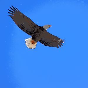 Meet your Posher, Angelica